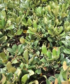 Garden Goods Direct Eleanor Taber™ Indian Hawthorn Shrubs