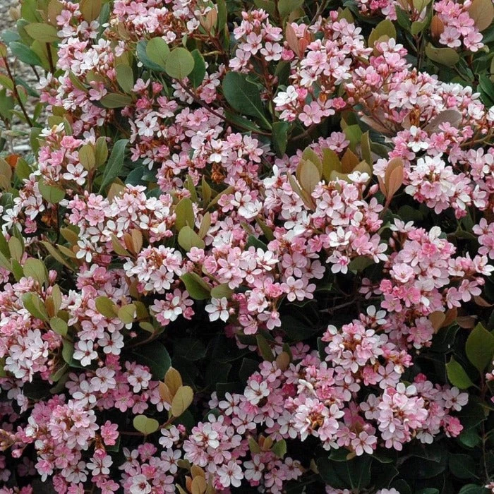 Garden Goods Direct Eleanor Taber™ Indian Hawthorn Shrubs 1 Garden Goods Direct Eleanor Taber™ Indian Hawthorn Shrubs