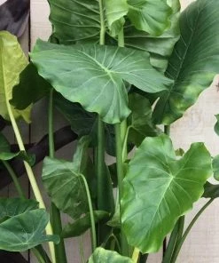 Garden Goods Direct House Plants Elephant Ear Plant