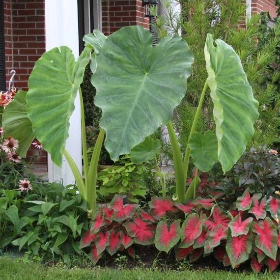 Garden Goods Direct House Plants Elephant Ear Plant 4 Garden Goods Direct House Plants Elephant Ear Plant