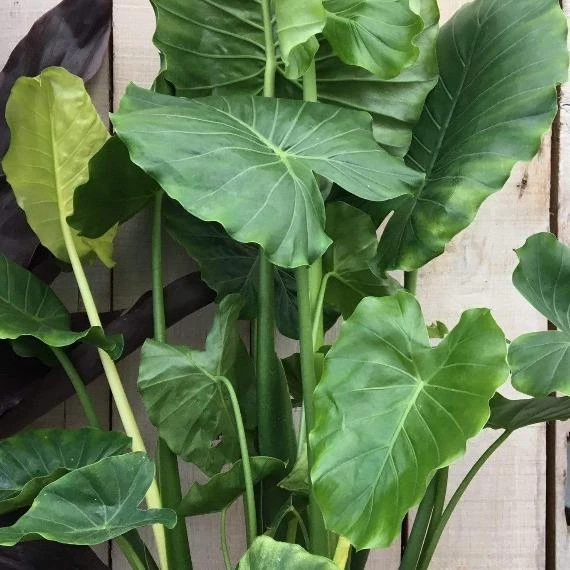 Garden Goods Direct House Plants Elephant Ear Plant 1 Garden Goods Direct House Plants Elephant Ear Plant