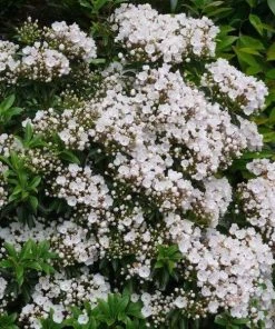 Garden Goods Direct Elf Mountain Laurel Shrubs