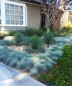 Garden Goods Direct Perennials Elijah Blue Fescue