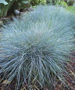 Garden Goods Direct Perennials Elijah Blue Fescue