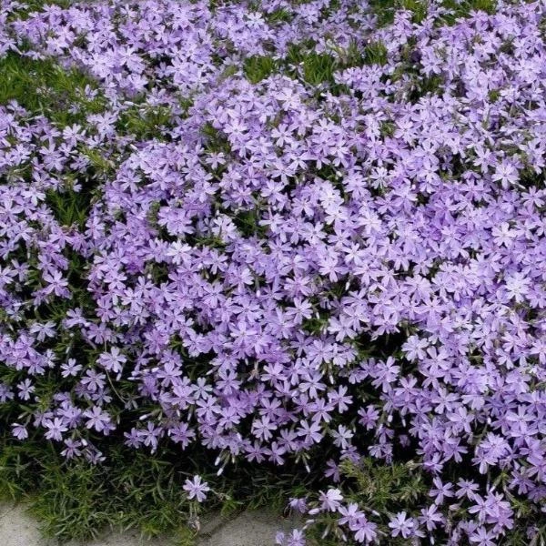 Garden Goods Direct Phlox Emerald Blue 3 Garden Goods Direct Phlox Emerald Blue