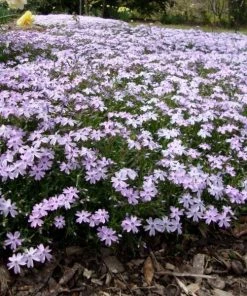 Garden Goods Direct Phlox Emerald Blue 9 Garden Goods Direct Phlox Emerald Blue