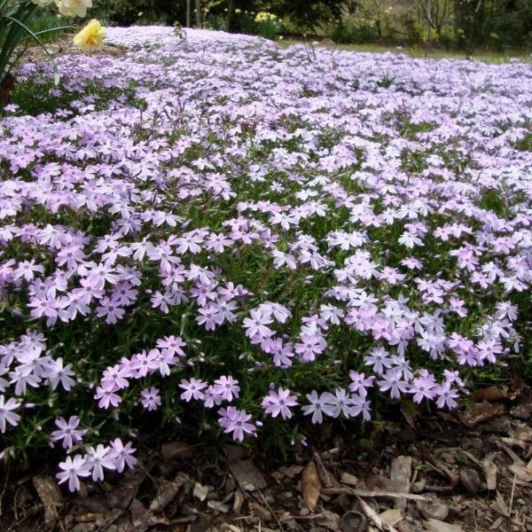 Garden Goods Direct Phlox Emerald Blue 5 Garden Goods Direct Phlox Emerald Blue