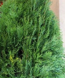 Garden Goods Direct Emerald Green Arborvitae Trees 6 Garden Goods Direct Emerald Green Arborvitae Trees