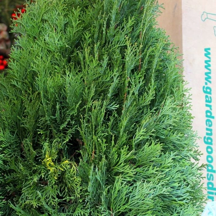 Garden Goods Direct Emerald Green Arborvitae Trees 3 Garden Goods Direct Emerald Green Arborvitae Trees