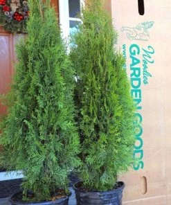Garden Goods Direct Emerald Green Arborvitae Trees 7 Garden Goods Direct Emerald Green Arborvitae Trees