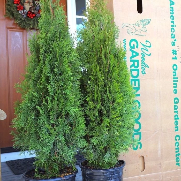 Garden Goods Direct Emerald Green Arborvitae Trees 4 Garden Goods Direct Emerald Green Arborvitae Trees