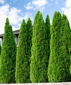 Garden Goods Direct Emerald Green Arborvitae Trees