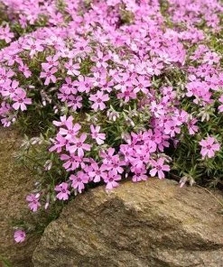 Garden Goods Direct Perennials Phlox Subulata Emerald Pink 7 Garden Goods Direct Perennials Phlox Subulata Emerald Pink