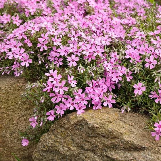 Garden Goods Direct Perennials Phlox Subulata Emerald Pink 4 Garden Goods Direct Perennials Phlox Subulata Emerald Pink