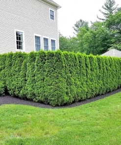 Garden Goods Direct Emerald Green Arborvitae Trees