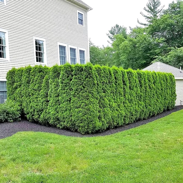Garden Goods Direct Emerald Green Arborvitae Trees 2 Garden Goods Direct Emerald Green Arborvitae Trees
