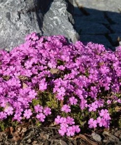 Garden Goods Direct Perennials Phlox Subulata Emerald Pink