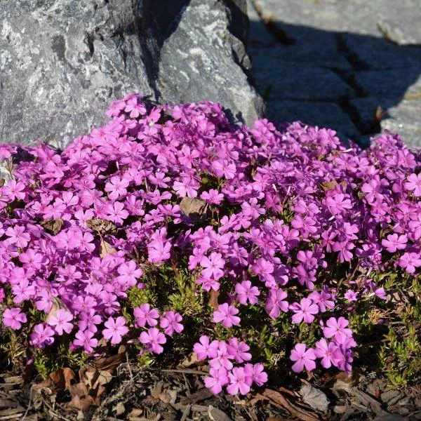 Garden Goods Direct Perennials Phlox Subulata Emerald Pink 2 Garden Goods Direct Perennials Phlox Subulata Emerald Pink