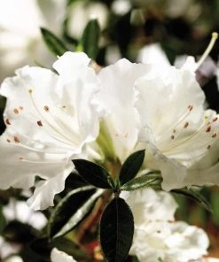 Garden Goods Direct Shrubs Encore® Autumn Angel® Azalea