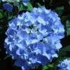 Garden Goods Direct Endless Summer® Hydrangea Shrubs