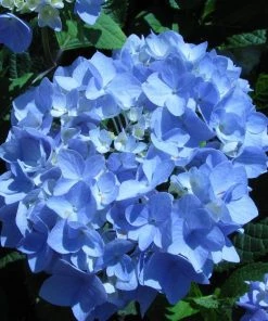 Garden Goods Direct Endless Summer® Hydrangea Shrubs