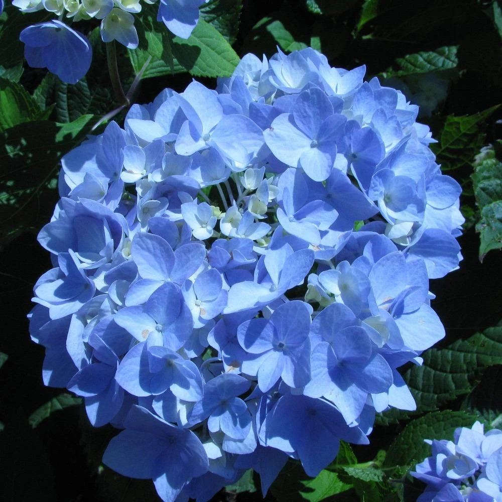 Garden Goods Direct Endless Summer® Hydrangea Shrubs 1 Garden Goods Direct Endless Summer® Hydrangea Shrubs