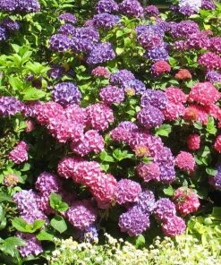 Garden Goods Direct Endless Summer® Hydrangea Shrubs 9 Garden Goods Direct Endless Summer® Hydrangea Shrubs