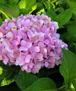 Garden Goods Direct Endless Summer® Hydrangea Shrubs