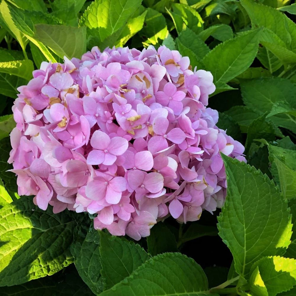 Garden Goods Direct Endless Summer® Hydrangea Shrubs 2 Garden Goods Direct Endless Summer® Hydrangea Shrubs