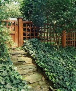 Garden Goods Direct English Ivy