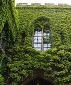 Garden Goods Direct English Ivy 7 Garden Goods Direct English Ivy