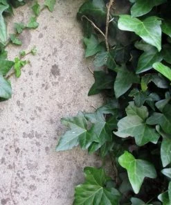 Garden Goods Direct English Ivy 6 Garden Goods Direct English Ivy