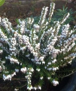 Garden Goods Direct Mediterranean White Heather Shrubs