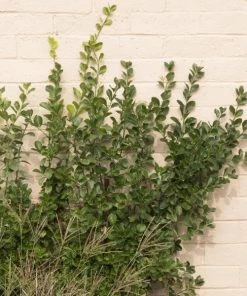 Garden Goods Direct Euonymus Manhattan