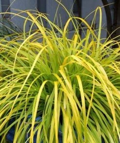Garden Goods Direct Carex Everillo Perennials
