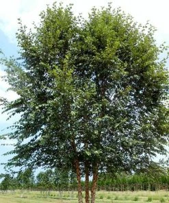 Garden Goods Direct Dura Heat River Birch Trees