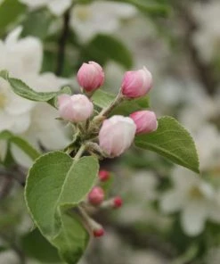 Garden Goods Direct Honeycrisp Apple Tree
