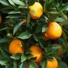 Garden Goods Direct Sunburst Tangerine Tree