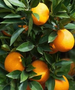 Garden Goods Direct Sunburst Tangerine Tree