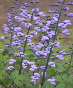 Garden Goods Direct Blue False Indigo