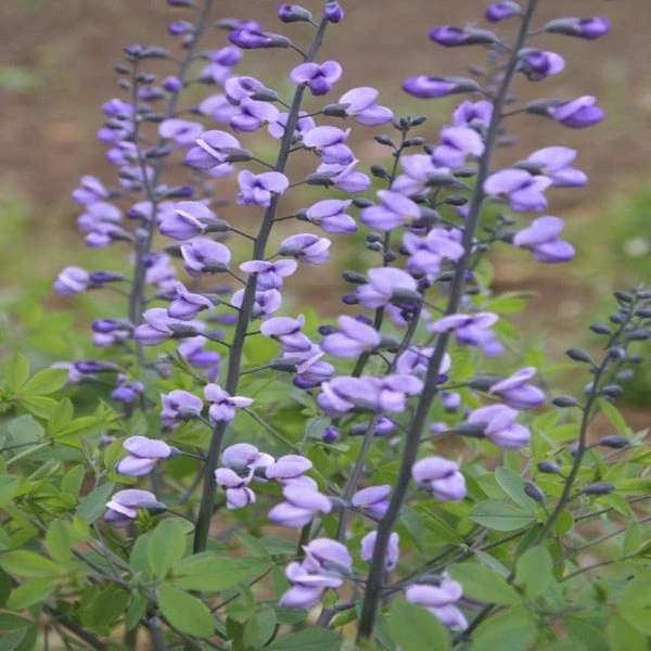 Garden Goods Direct Blue False Indigo 2 Garden Goods Direct Blue False Indigo