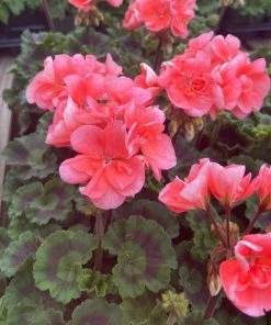 Garden Goods Direct Annuals Salmon Geraniums