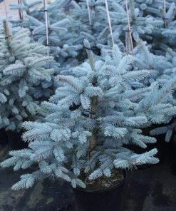Garden Goods Direct Trees Fat Albert Colorado Blue Spruce