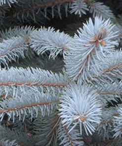 Garden Goods Direct Trees Fat Albert Colorado Blue Spruce
