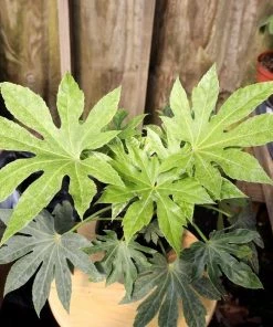 Garden Goods Direct Fatsia Spider Web