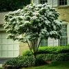 Garden Goods Direct Milky Way Kousa Dogwood