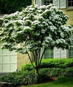 Garden Goods Direct Milky Way Kousa Dogwood