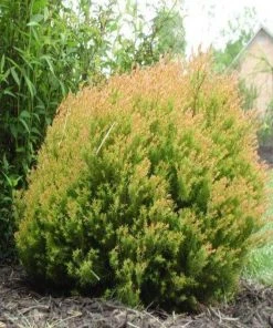 Garden Goods Direct Fire Chief™ Thuja