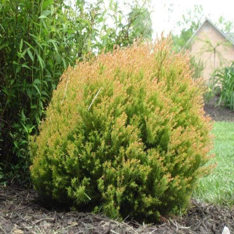 Garden Goods Direct Fire Chief™ Thuja 2 Garden Goods Direct Fire Chief™ Thuja
