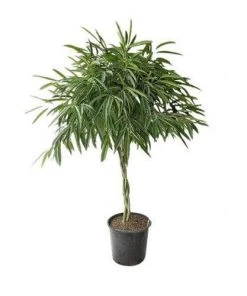 Garden Goods Direct Ficus Alii